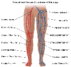 Peripheral Vascular